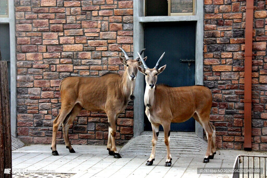砖墙旁亲昵的两只鹿