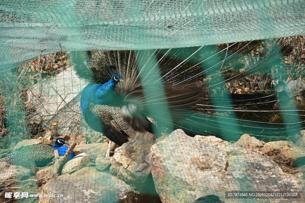 笼中孔雀与多彩小鸟