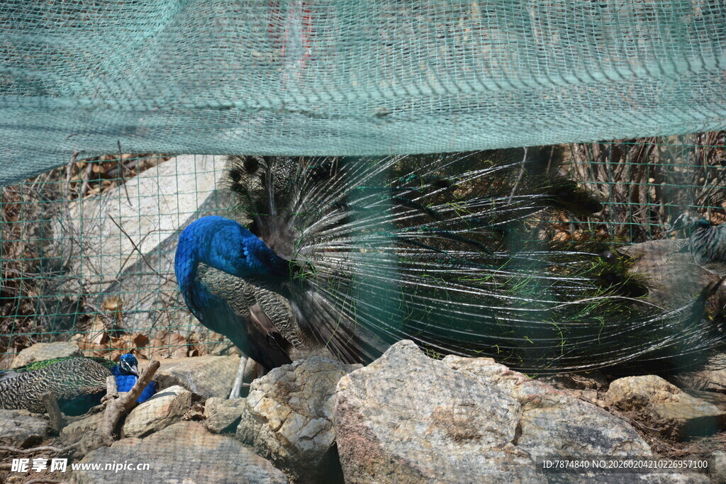 蓝孔雀立于岩石与网下