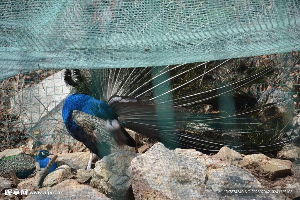 笼下蓝鸟于石间