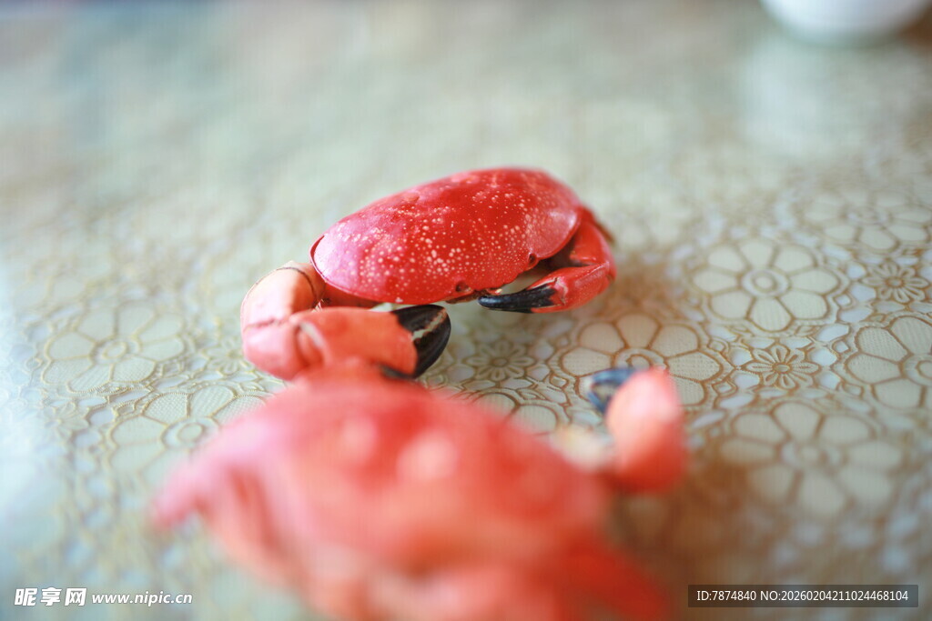 红色小螃蟹特写