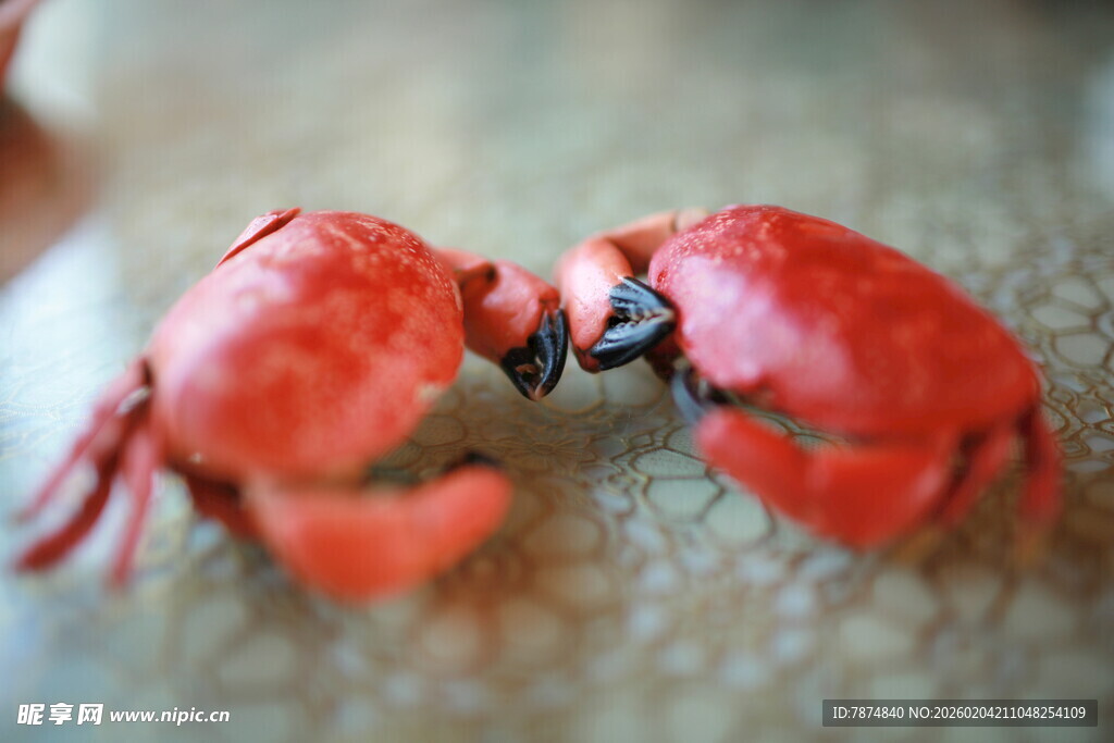 两只红螃蟹相对而立