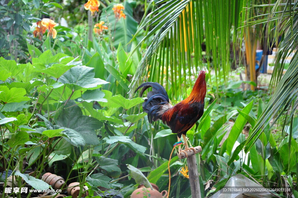 花园中色彩艳丽的公鸡