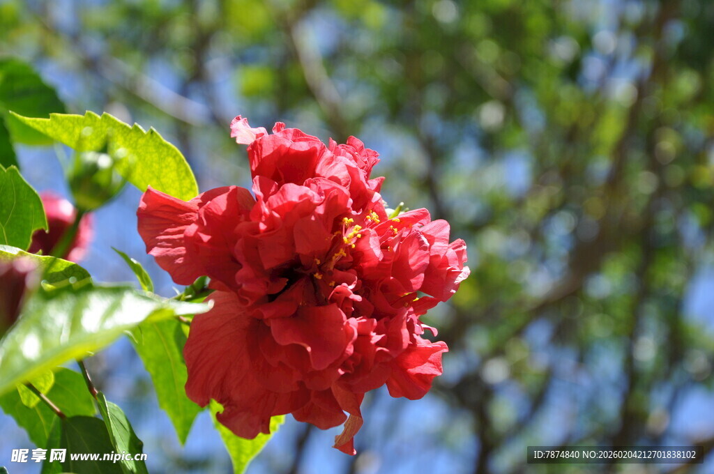 娇艳红花朵 绿叶相映衬
