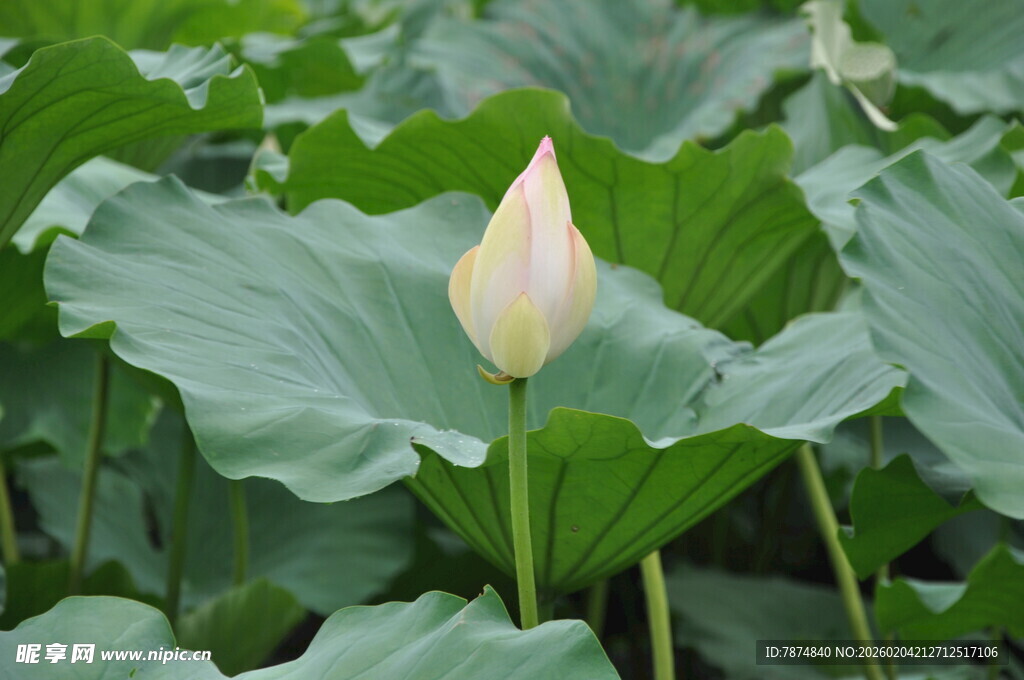 含苞待放的荷花