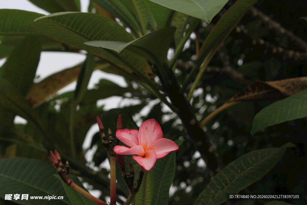娇艳粉色花绽放绿叶间