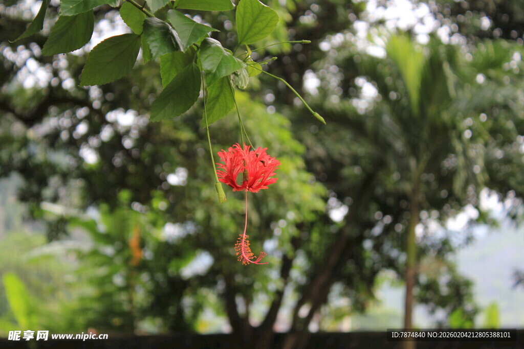 绿叶间的娇艳红花