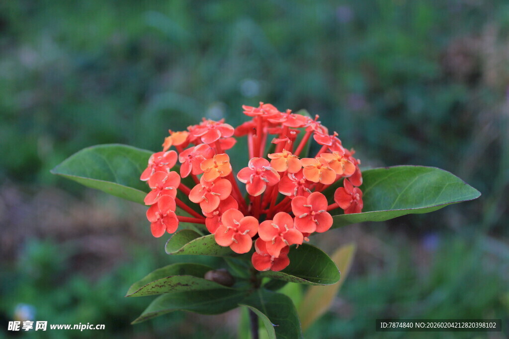 鲜艳橙红色花朵绽放