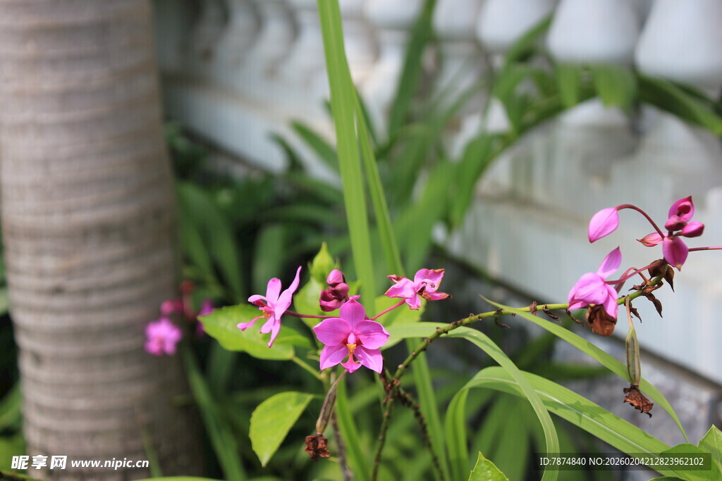 娇艳粉色花卉绽放绿叶间