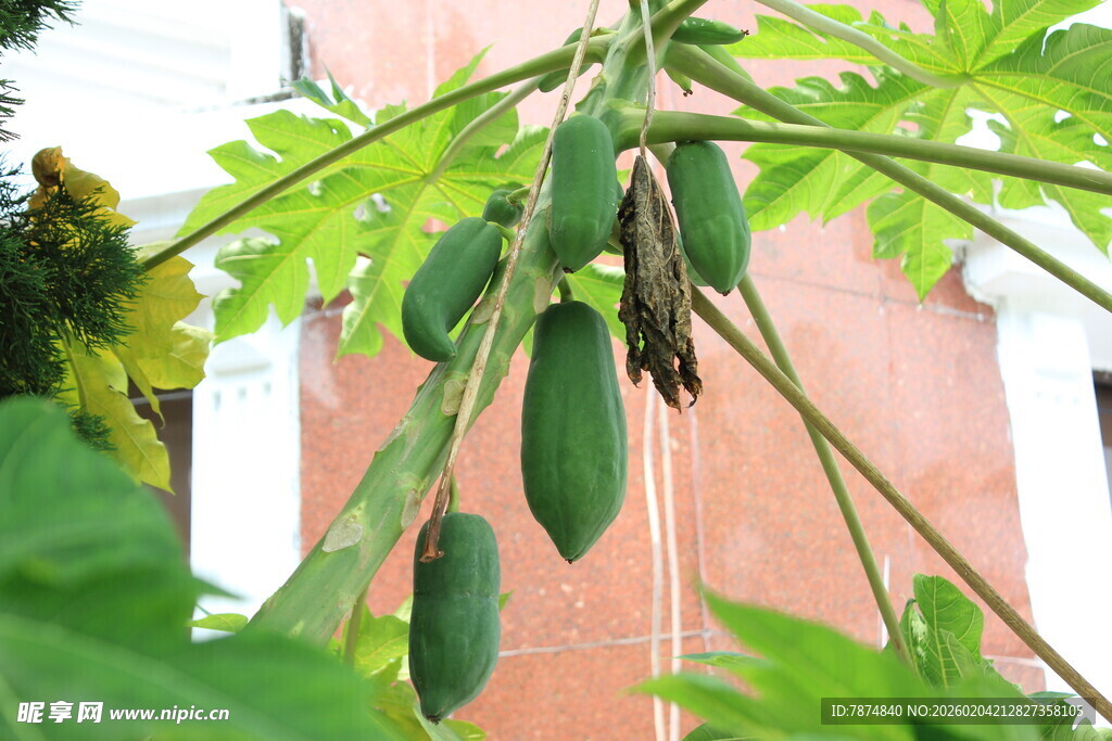 木瓜树果实与繁茂绿叶