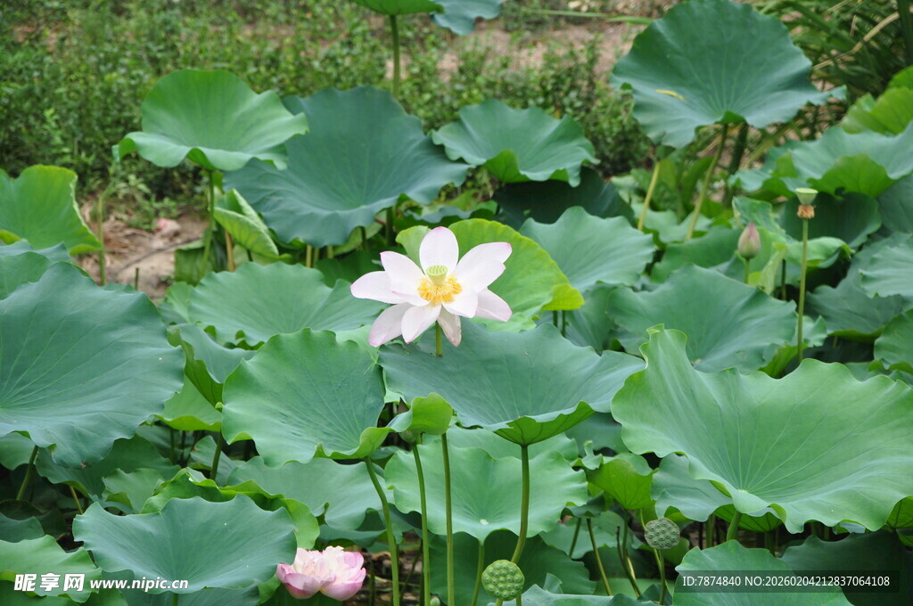 荷塘中的娇艳荷花