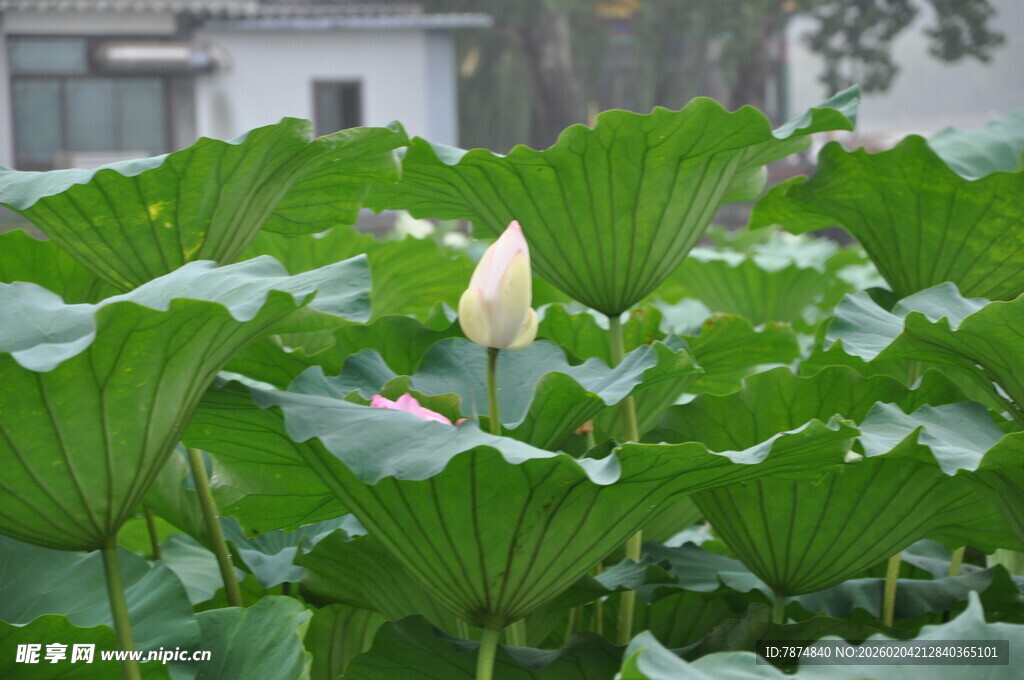 荷塘中的含苞待放荷花