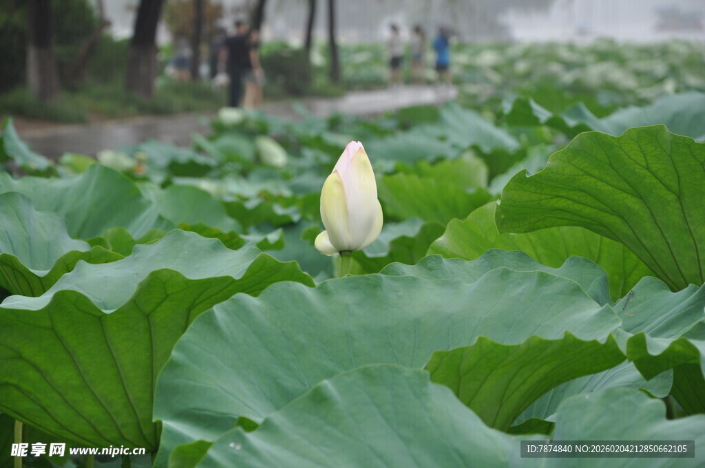 荷塘中的待放荷花