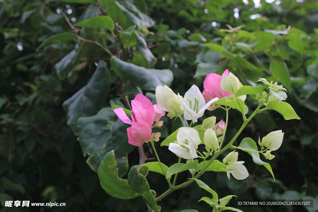 娇艳双色花绽放绿叶间