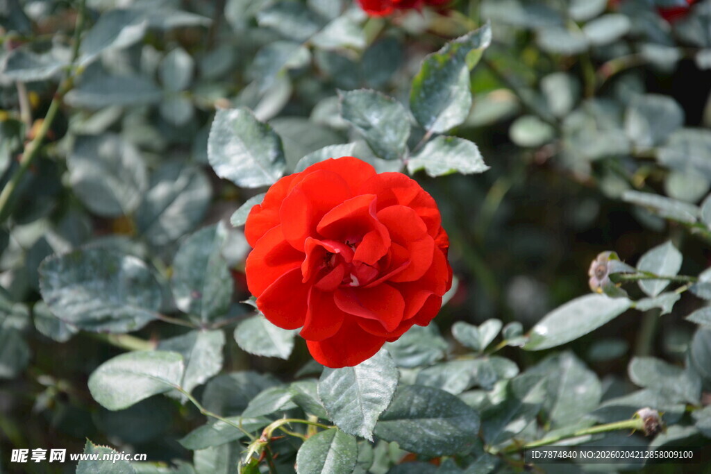 娇艳红玫瑰绽放绿叶间