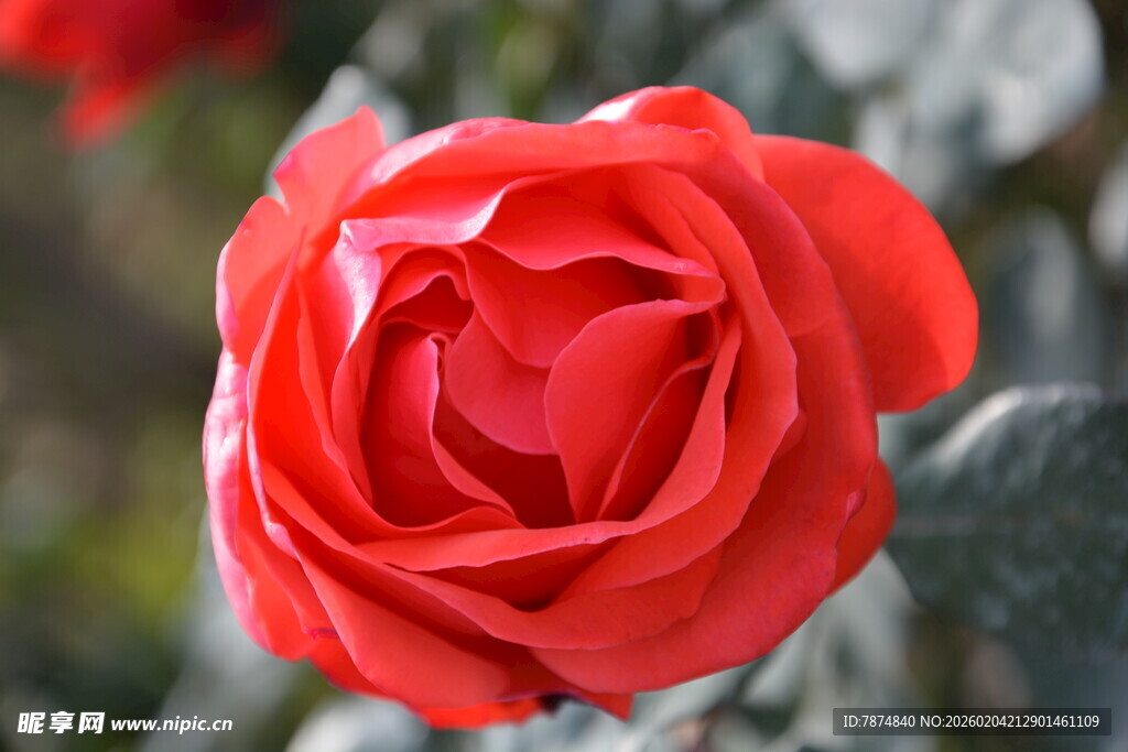 娇艳红玫瑰特写