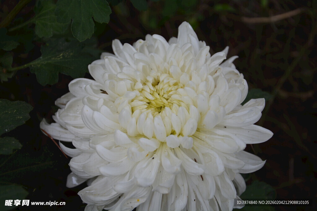 洁白绽放的美丽菊花