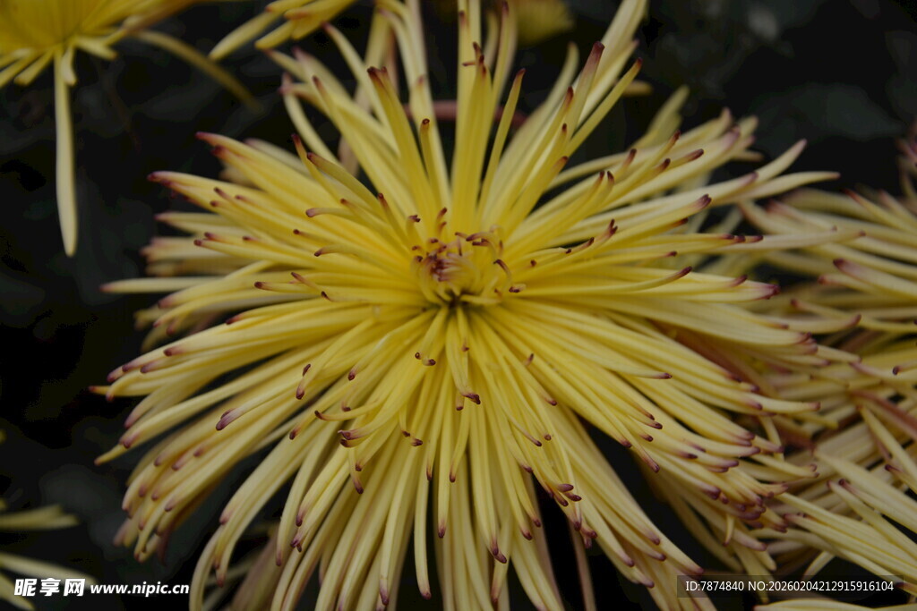 黄色细长花瓣的美丽菊花