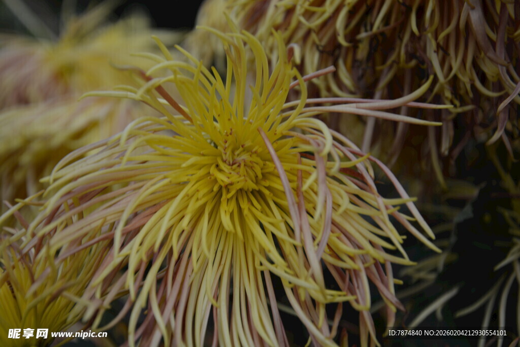 黄色丝状菊花特写