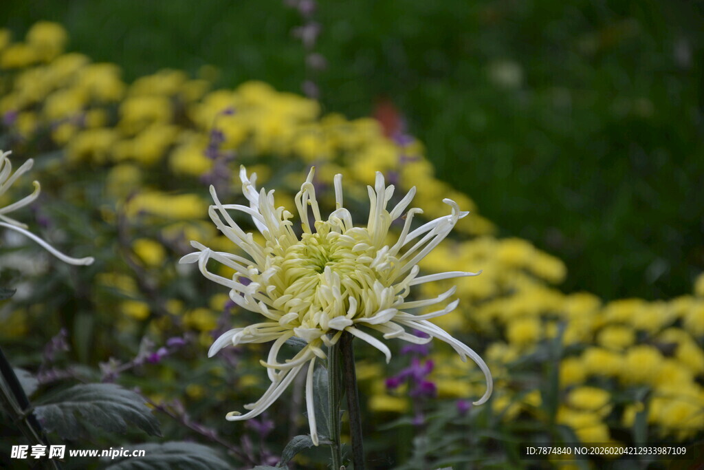 绽放的黄白菊花