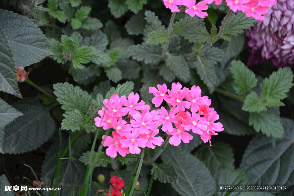 娇艳粉色花朵与绿叶相伴