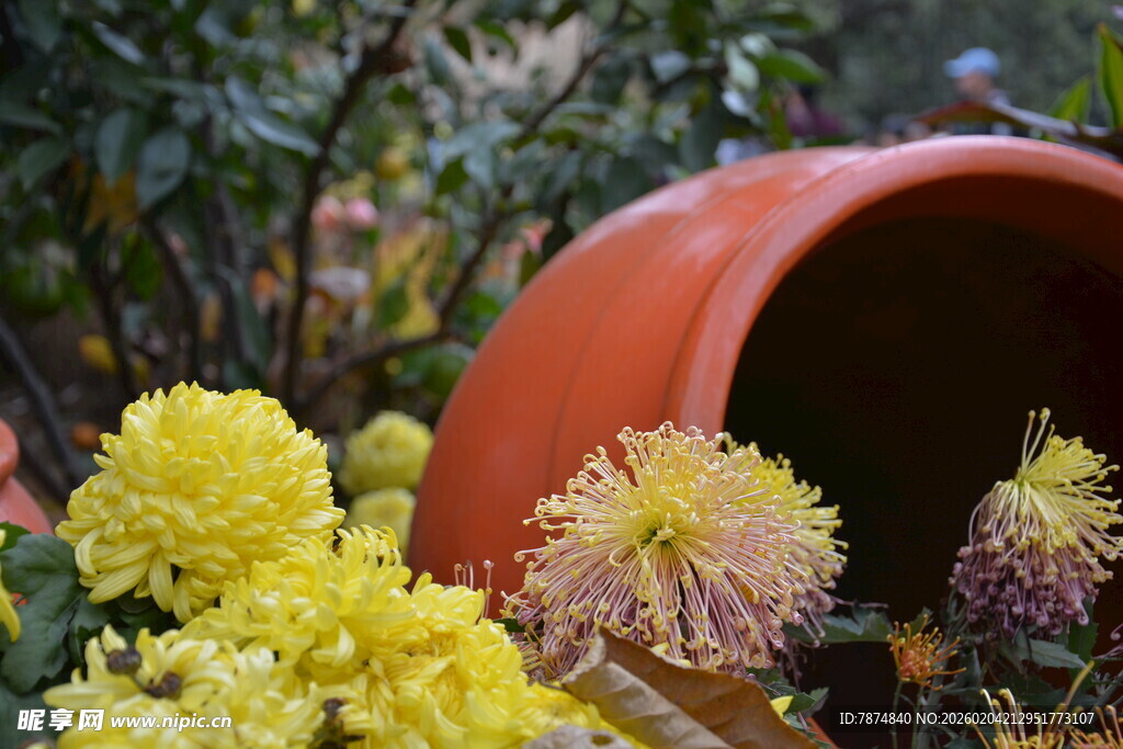 陶盆旁绽放的多彩菊花