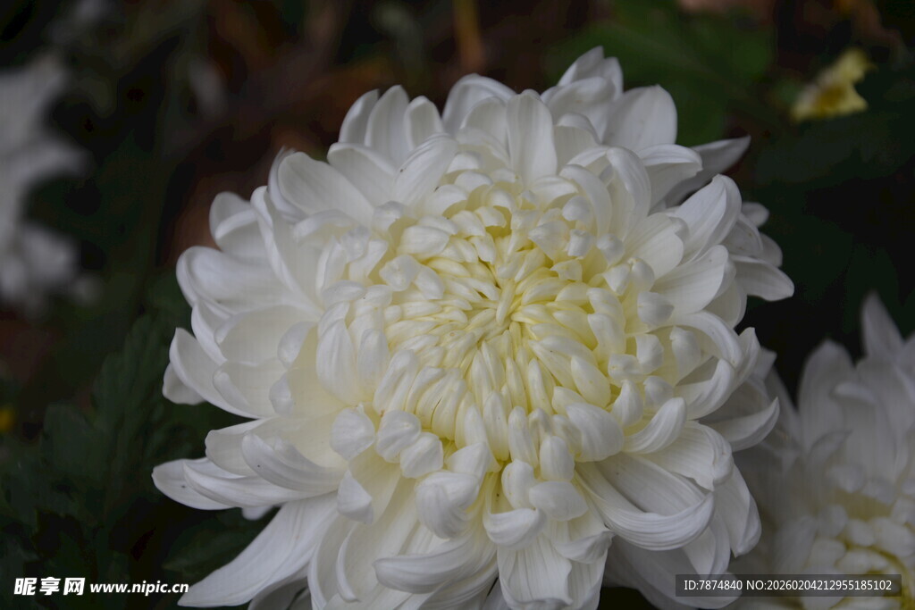 洁白绽放的美丽菊花