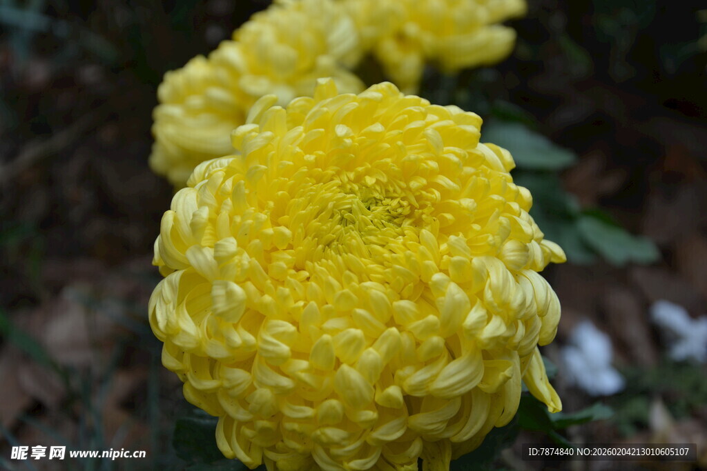 绽放的黄色菊花