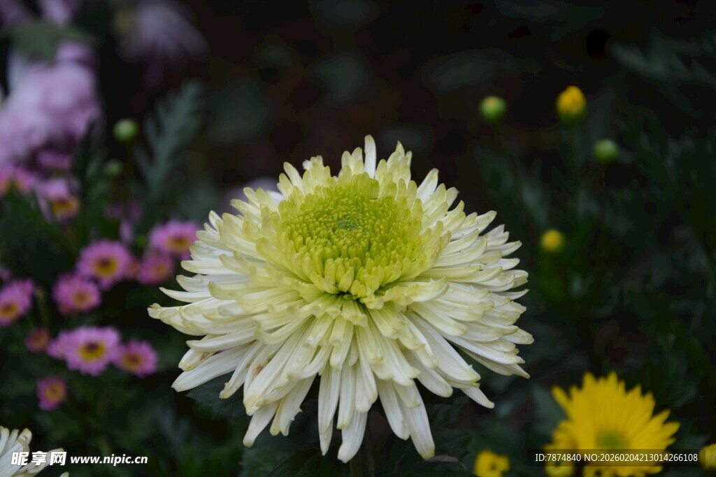 绽放的清新白菊花