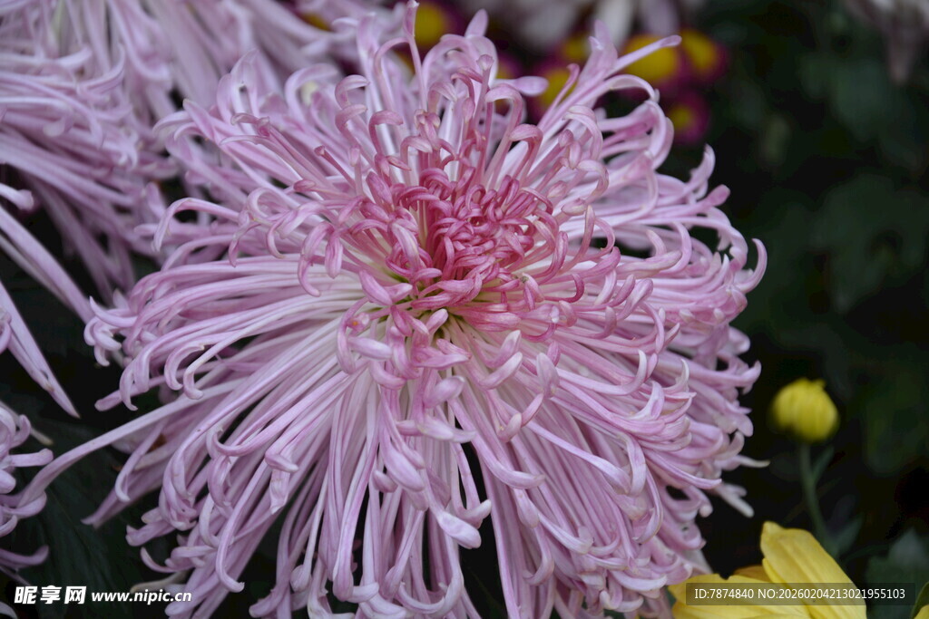 粉色丝状菊花特写