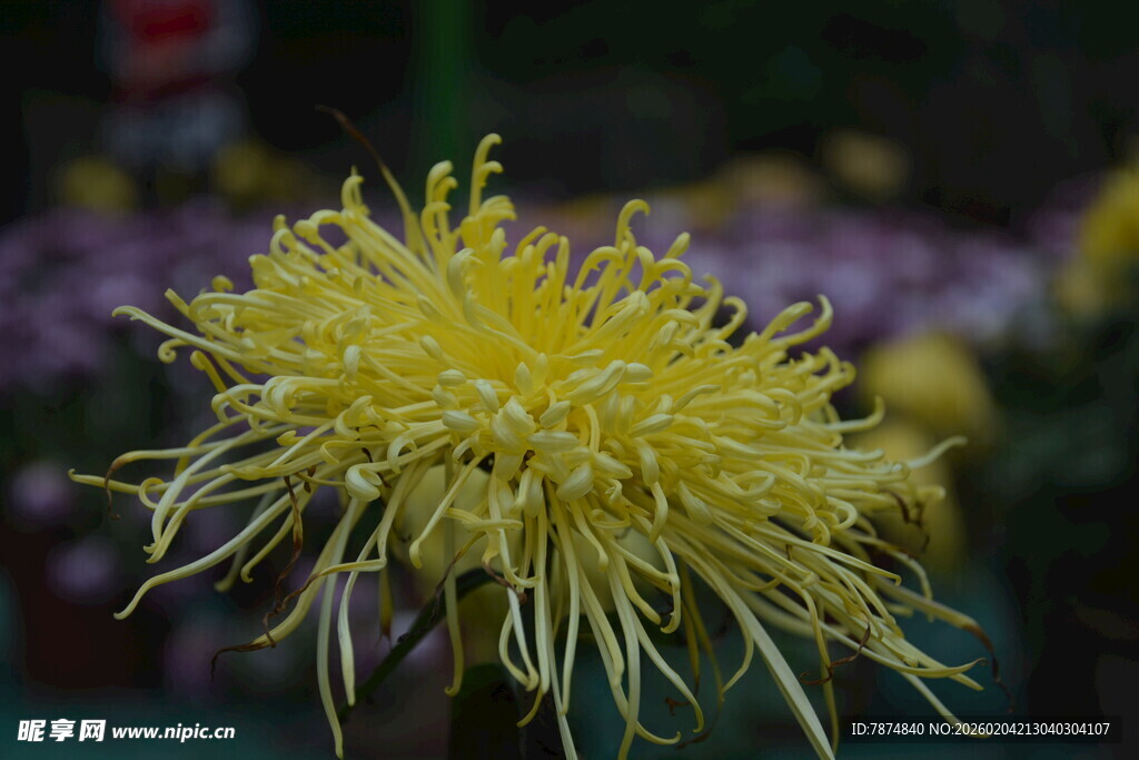 黄色丝状菊花特写