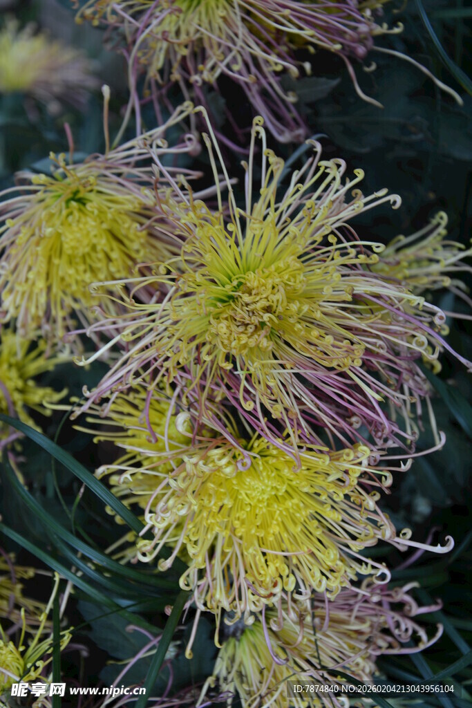 黄色丝状菊花特写