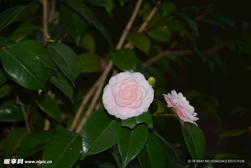 夜下两朵粉嫩月季花