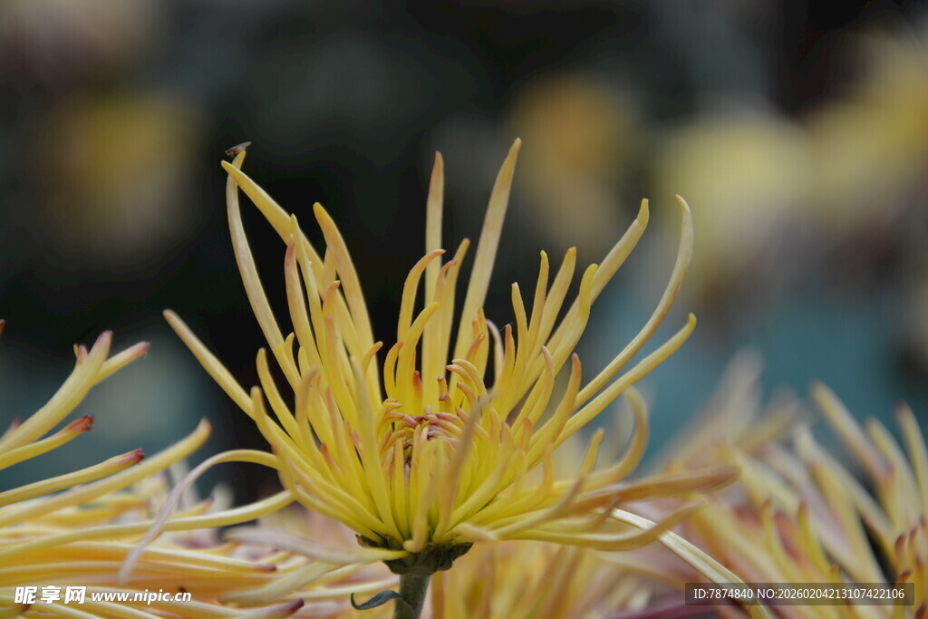 金黄细瓣菊花特写