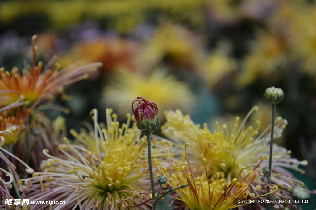 多彩菊花绽放
