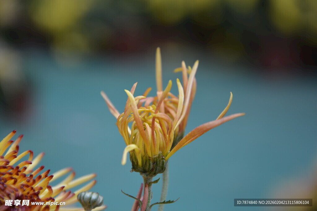 绽放的绚烂花朵