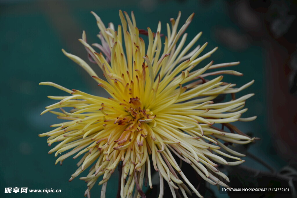 黄色绽放菊花特写