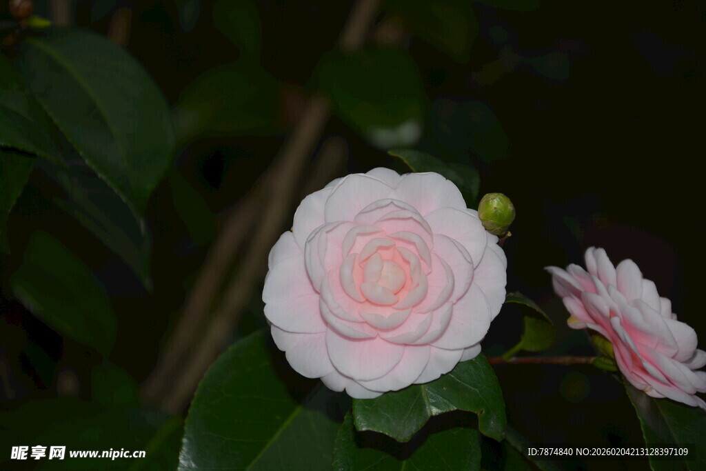 粉嫩山茶花绽放