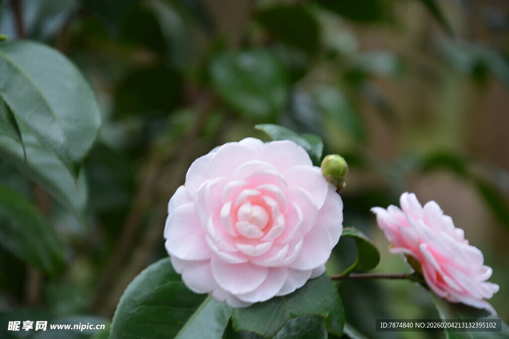 粉嫩山茶花绽放