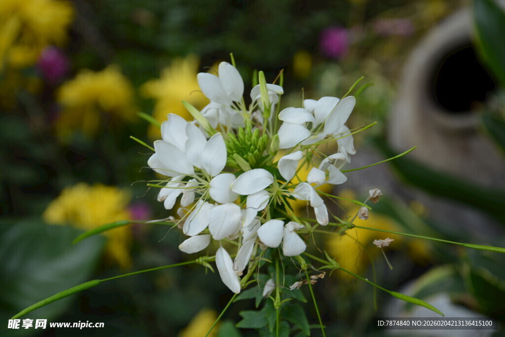 白色小花绽放于绿意间