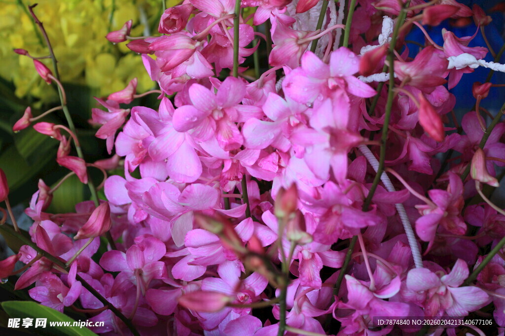 娇艳粉色花卉绽放