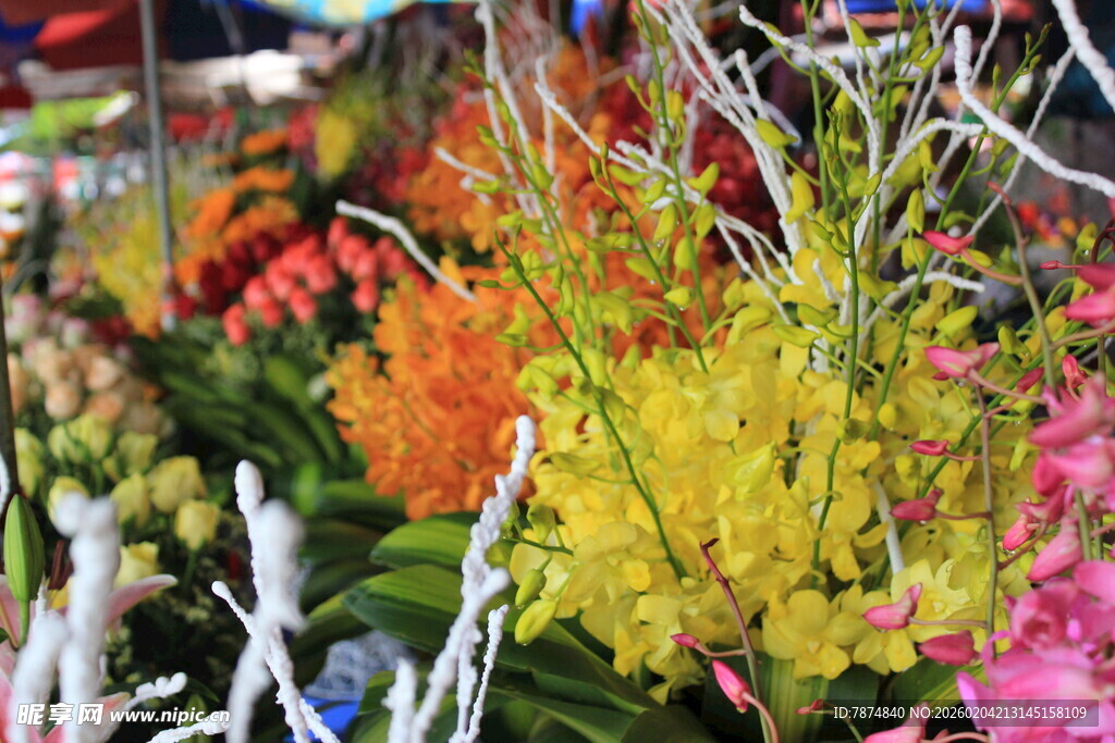 多彩兰花绽放花卉市场