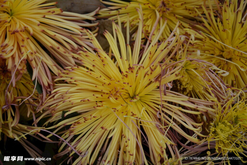 金黄丝状菊花特写