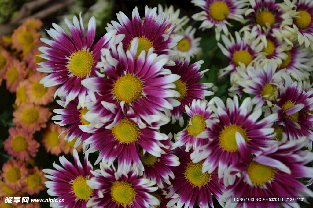 多彩雏菊绽放美丽瞬间