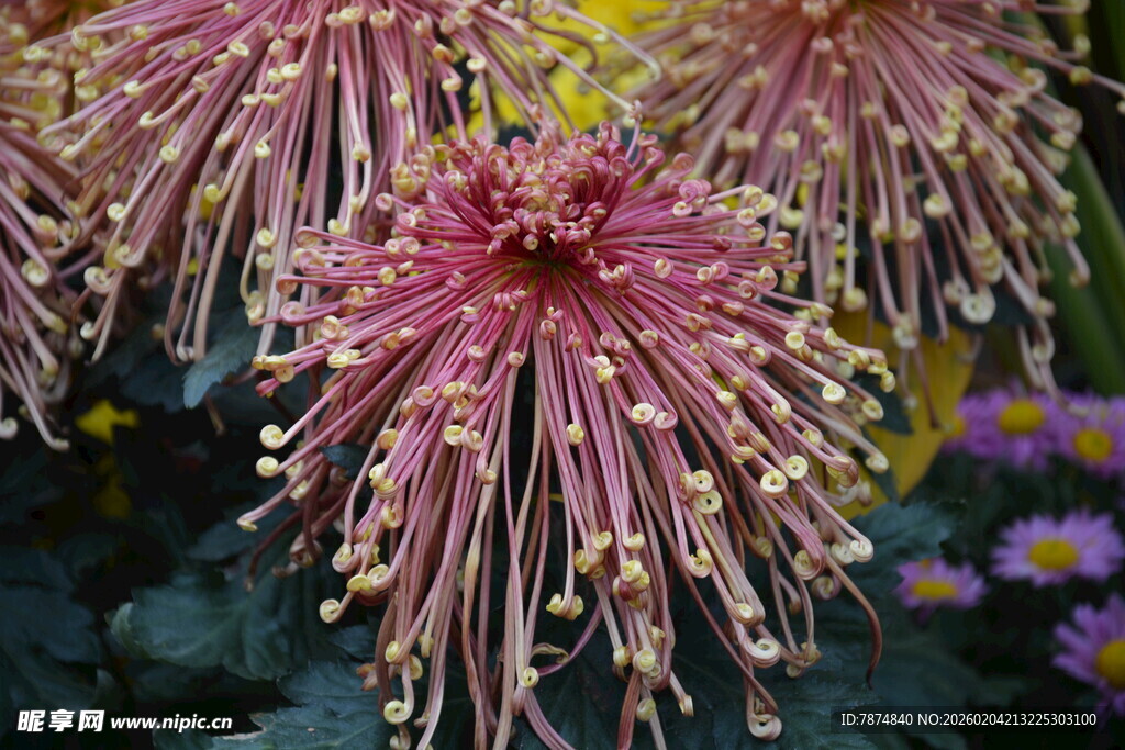 粉色丝状菊花特写