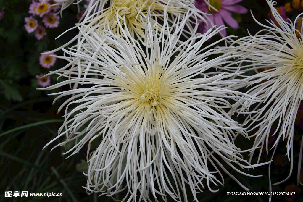 洁白丝状菊花绽放
