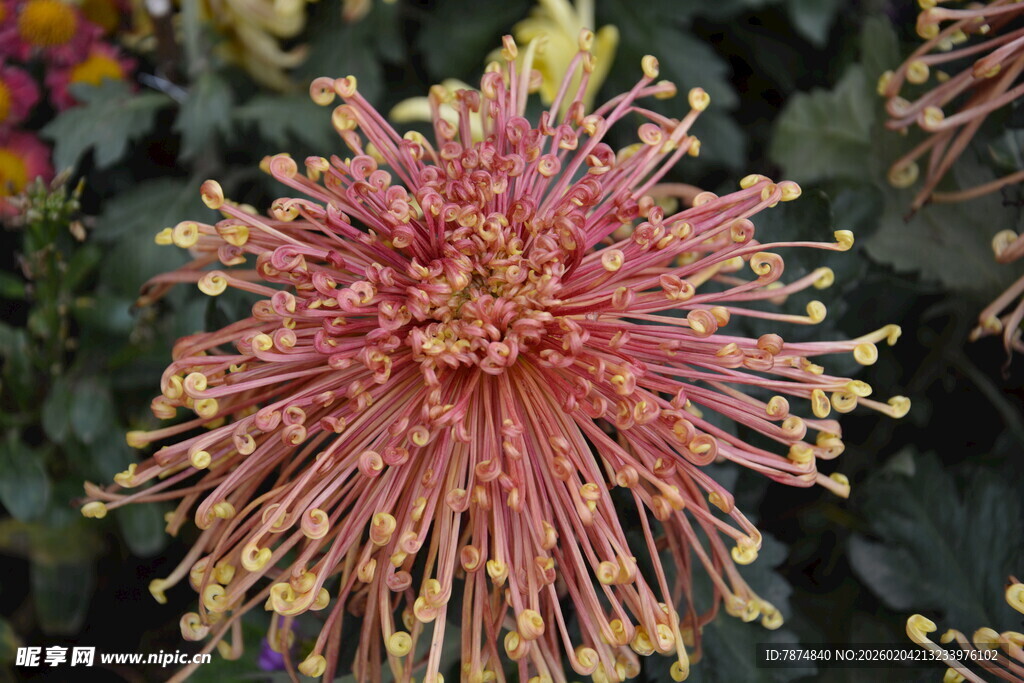 绚丽多彩的绽放菊花