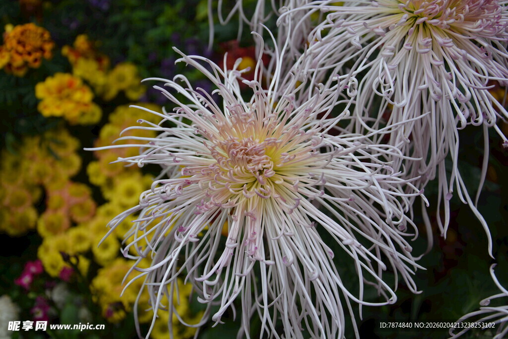 优雅绽放的白色丝状菊花