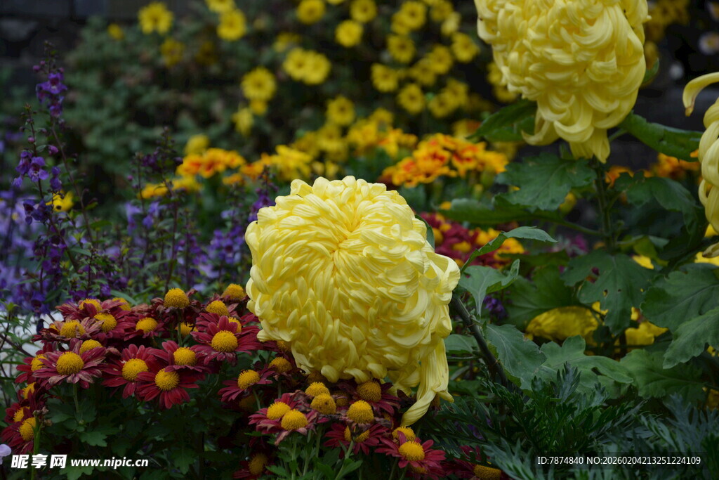 多彩花卉绽放美丽景致