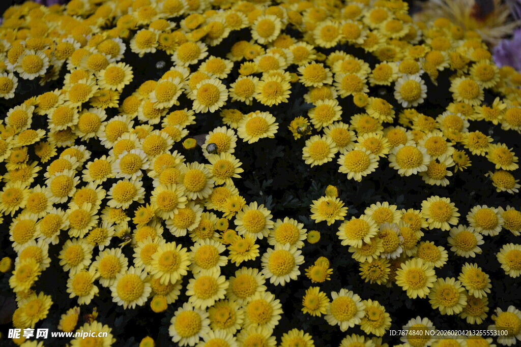 金黄雏菊绽放缤纷美景